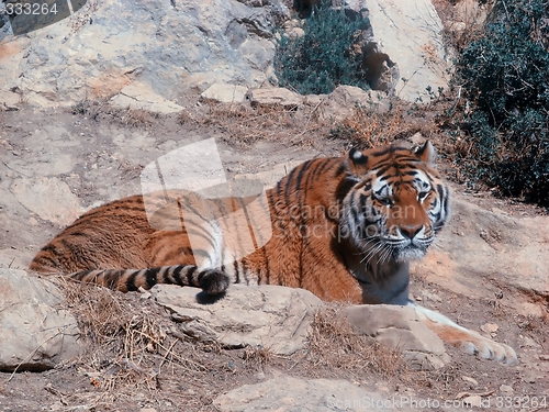 Image of tiger