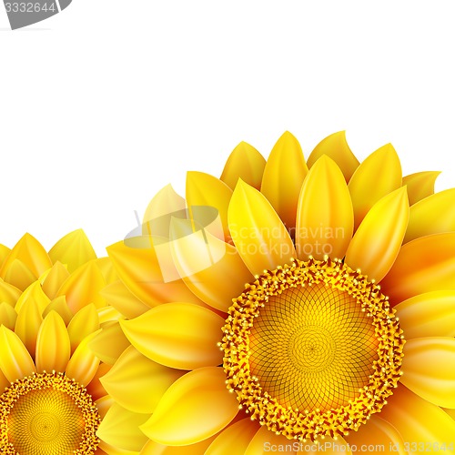 Image of Sunflower isolated on white background. EPS 10
