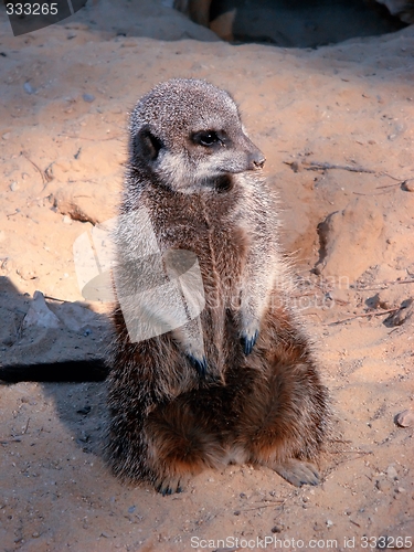 Image of suricate