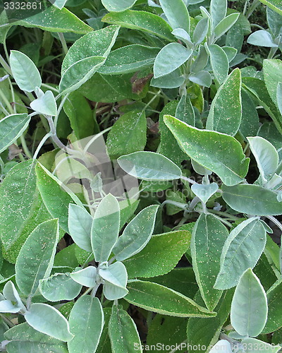 Image of Oregano