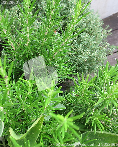 Image of Rosemary