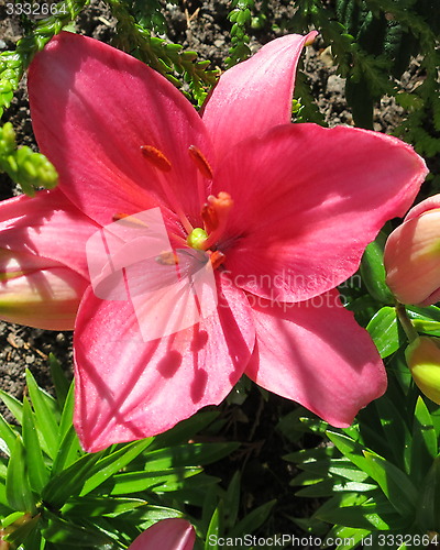 Image of Lily