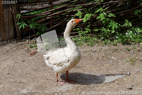 Image of White goose in the farmyard near  the lath fence 