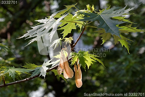 Image of Spring branch of a maple tree with several samaras hanging down
