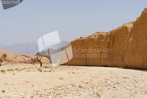 Image of Acacia tree trunk in the desert near Eilat, Israel