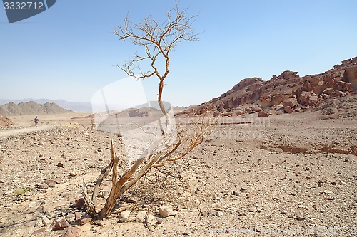 Image of Dry acacia tree in the desert