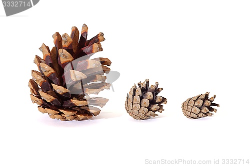 Image of Three pine tree cones of various size isolated on white background