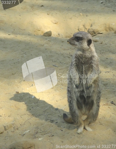 Image of suricate