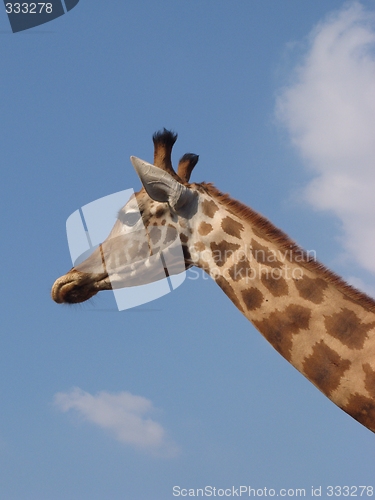 Image of Giraffe