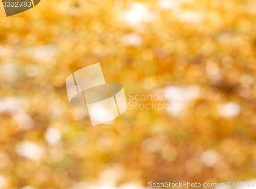 Image of in england london old bark and abstract    wood texture