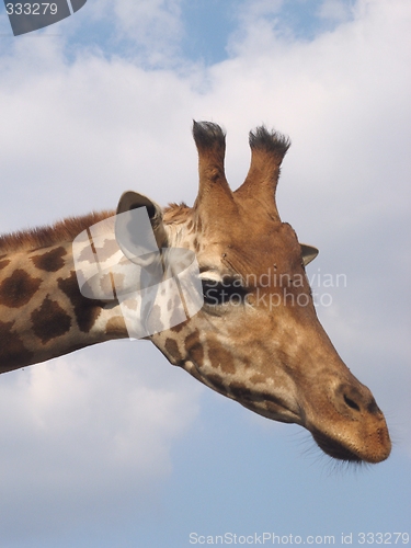 Image of Giraffe