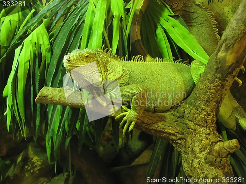 Image of iguana