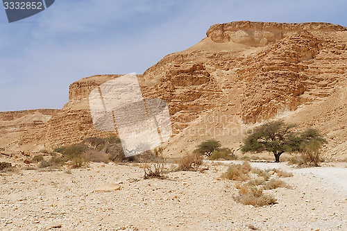 Image of Acacia trees at the bottom of the desert valley under the striped mountains