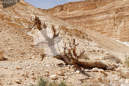 Image of Dry tree in the desert