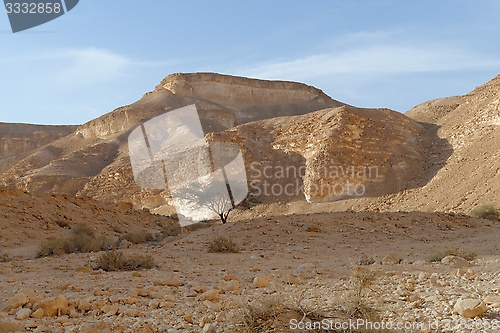 Image of Acacia tree under the hill in the rocky desert at sunset