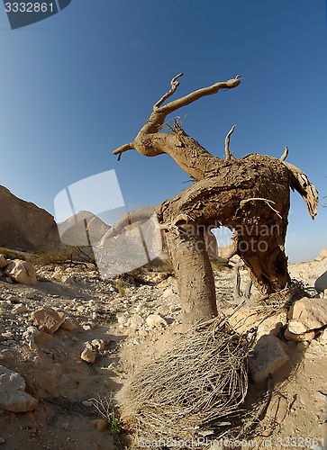 Image of Dry tree in the desert in the shape of a walking man with horns