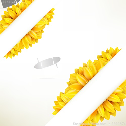 Image of Sunflower on white background. EPS 10