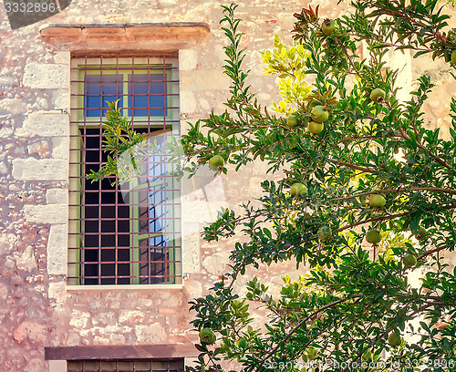 Image of Pomegranate tree in front of the facade of the old building.