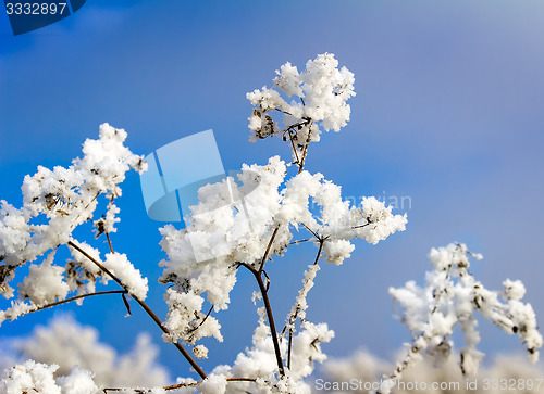 Image of Hoarfrost on the branch of bush as a cluster on a background sky