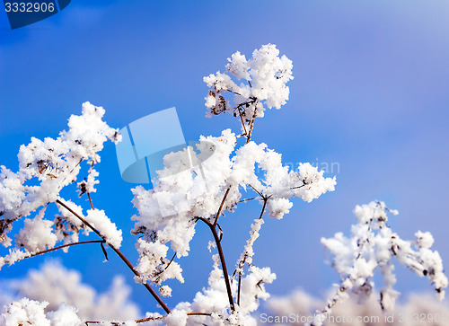 Image of Hoarfrost on the branch of bush as a cluster on a background sky