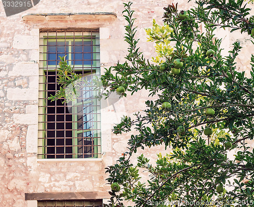 Image of Pomegranate tree in front of the facade of the old building.