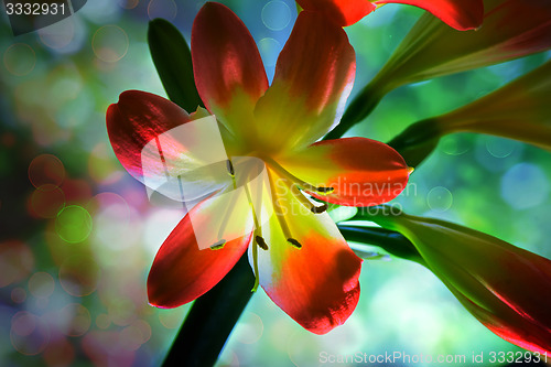 Image of Blooming Amaryllis against the window to the garden.