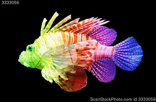 Image of Pterois volitans, Lionfish - Isolated on black