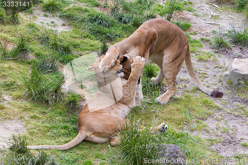 Image of Large lions in green environment