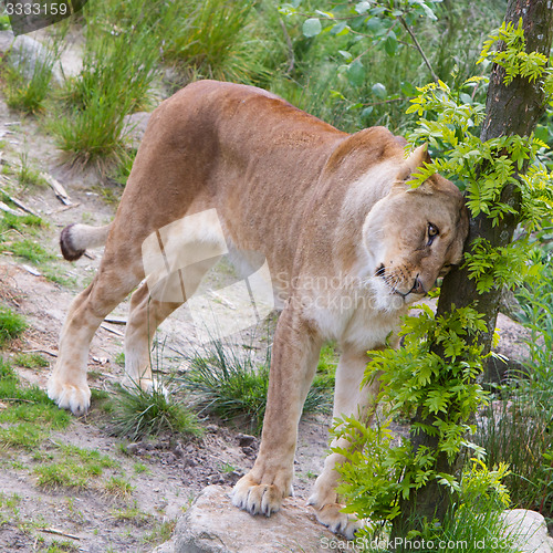 Image of Large lioness in green environment