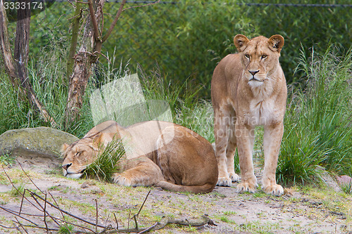 Image of Large lioness in green environment