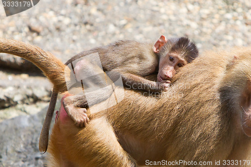 Image of Female baboon with a young baboon