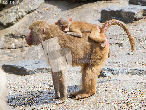 Image of Female baboon with a young baboon