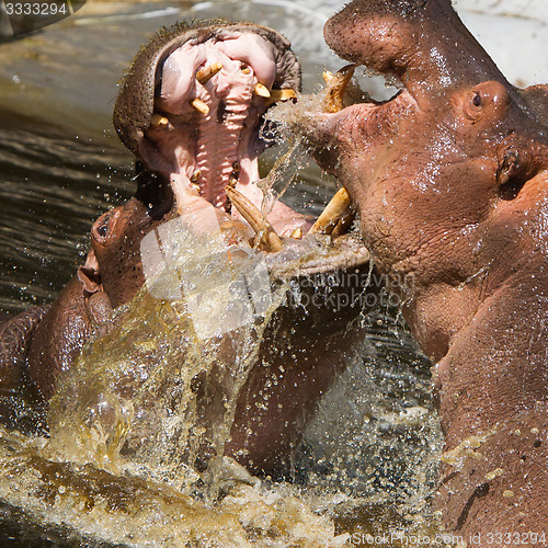 Image of Two fighting hippos (Hippopotamus amphibius)