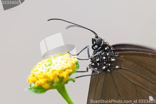 Image of Butterfly resting (Euploea core)