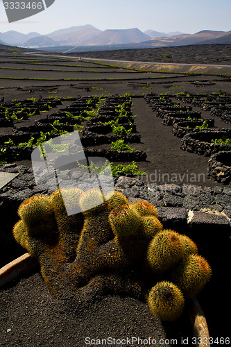 Image of cactus  lanzarote spain la geria vine screw 