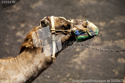 Image of africa brown dromedary bite in the v 