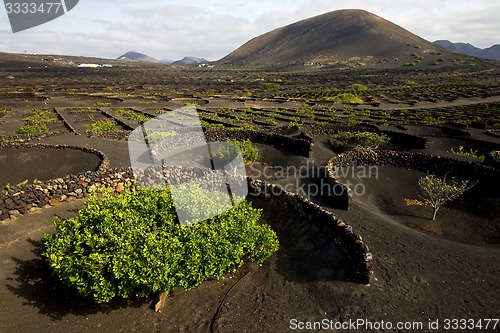 Image of lanzarote spain la geria cultivation viticulture winery