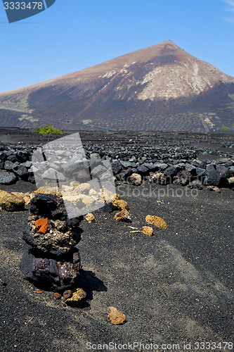 Image of winery lanzarote    cultivation viticulture 