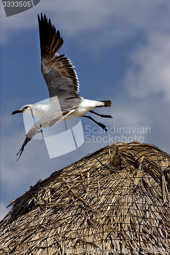 Image of white sea gull flying in straw