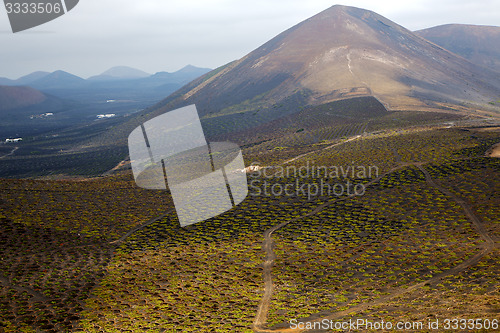 Image of  winery lanzarote spain la crops  cultivation viticulture 