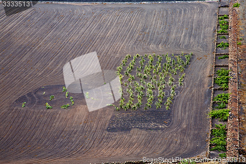 Image of lanzarote spain la geria vine screcultivation viticulture winery