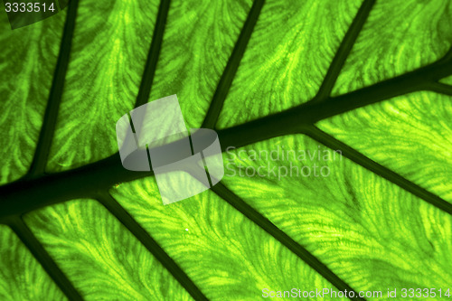 Image of  e up abstract of a  green  black   leaf and his veins in the li