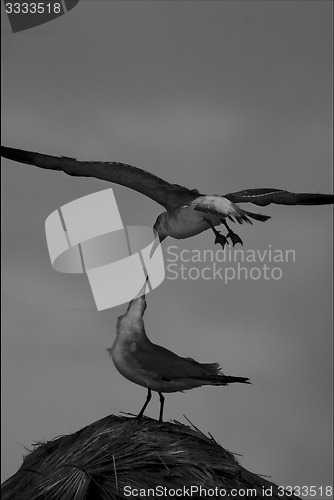 Image of   sea gull flying  