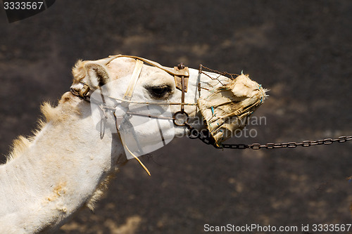 Image of africa brown dromedary   timanfaya lanzarote spain