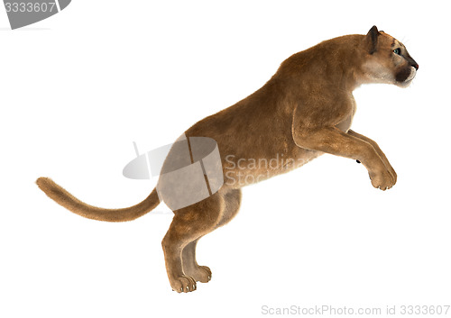 Image of Big Cat Puma