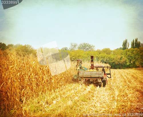 Image of corn field