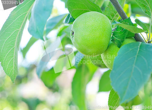 Image of apples on tree