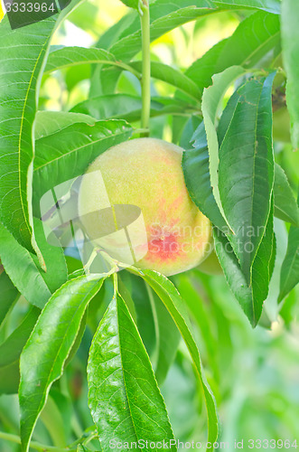 Image of pear on tree