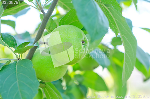 Image of apples on tree