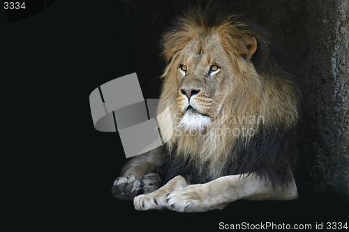 Image of Lion in cave